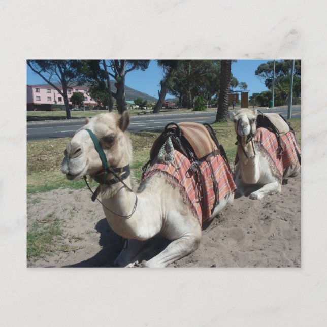 Want to Go For a Ride? Postcard (Front)