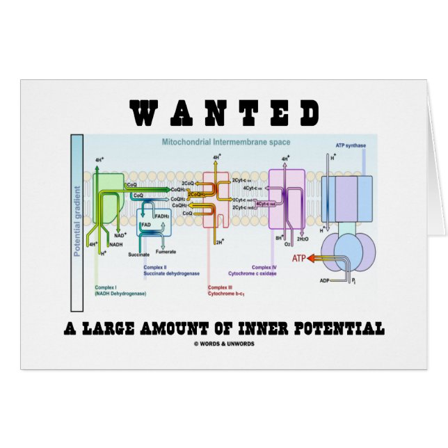 Wanted A Large Amount Of Inner Potential (Front Horizontal)