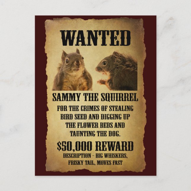 Wanted Poster with Squirrel Postcard (Front)