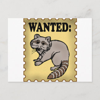 Wanted Racoon Postcard
