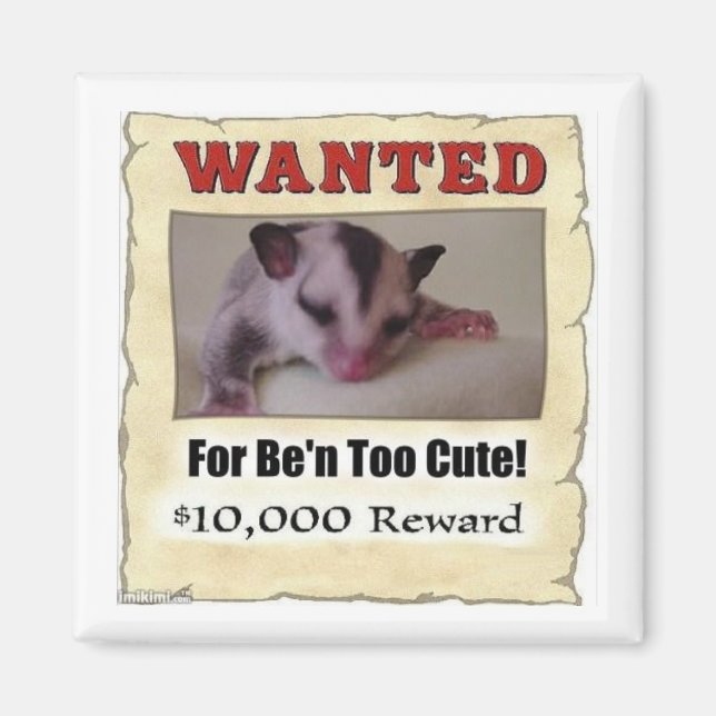 wanted sugar glider magnet (Front)