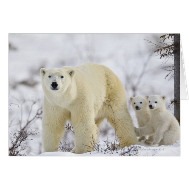 Wapusk National Park, Canada. (Front Horizontal)