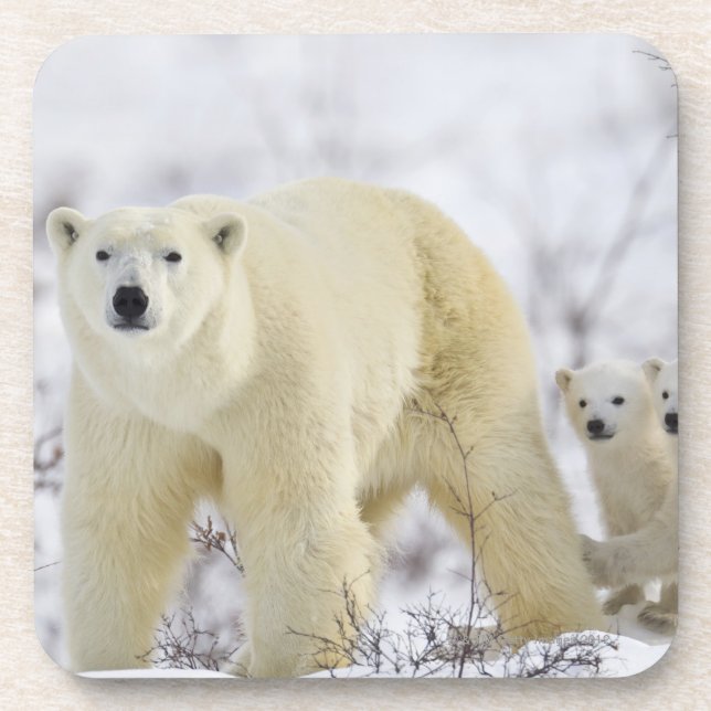 Wapusk National Park, Canada. Coaster (Front)