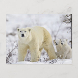 Wapusk National Park, Canada. Postcard