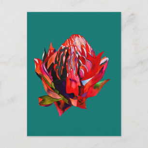 Waratah Australian native flower watercolor Postcard