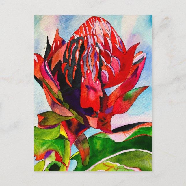 Waratah Australian native flower watercolor Postcard (Front)