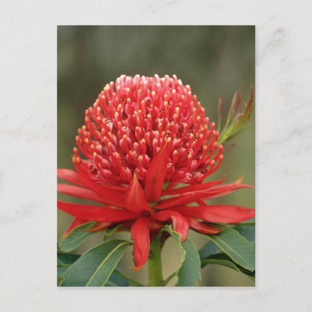 Waratah in bloom, Australia flowers Postcard (Front)
