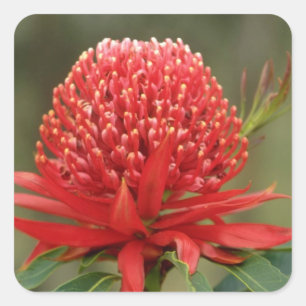 Waratah in bloom, Australia flowers Square Sticker