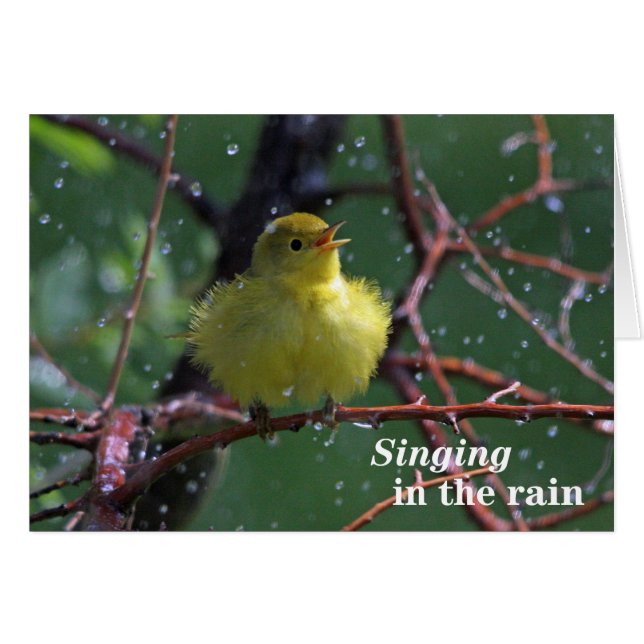 Warbler (Front Horizontal)