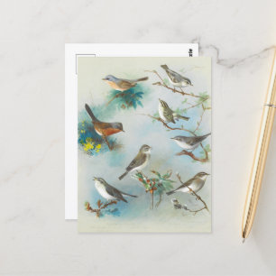 Warbler and Wrens,  Postcard