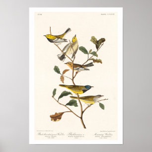 Warbler by Audubon Poster
