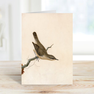 Warbler Reed Wren   William Lewin Card
