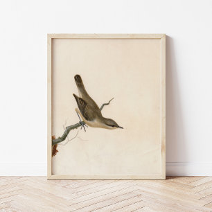 Warbler Reed Wren   William Lewin Poster
