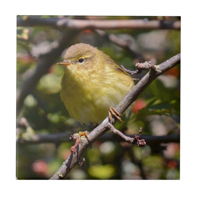 Warbler Tile/Trivet Ceramic Tile (Front)