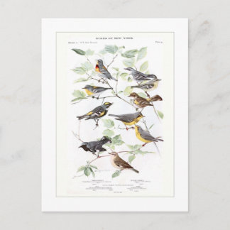 Warblers Postcard
