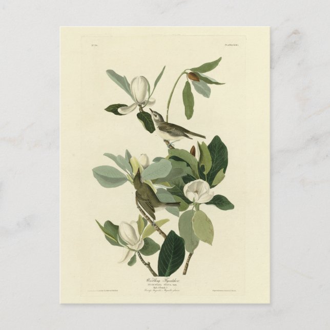 Warbling Flycatcher Vireo Audubon Birds of America Postcard (Front)