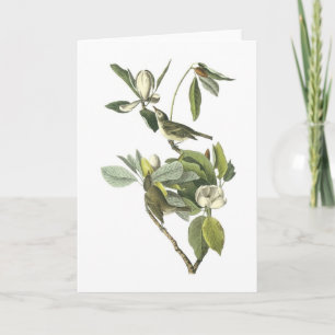 Warbling Vireo by Audubon Card