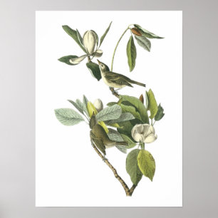 Warbling Vireo by Audubon Poster