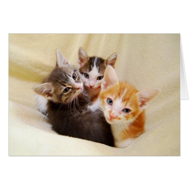 Warm and Fuzzy Kitten Trio (Front Horizontal)