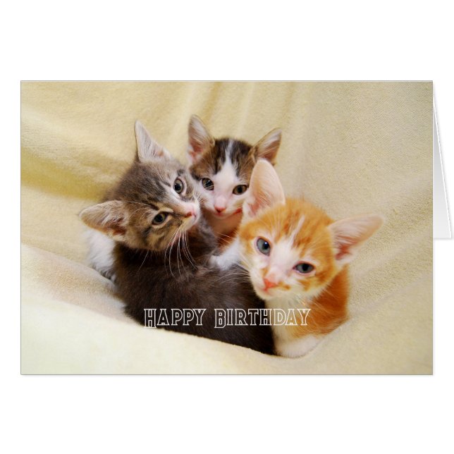 Warm and Fuzzy Kitten Trio Happy Birthday (Front Horizontal)