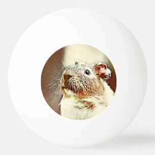 warm coloured animal guinea pig ping pong ball