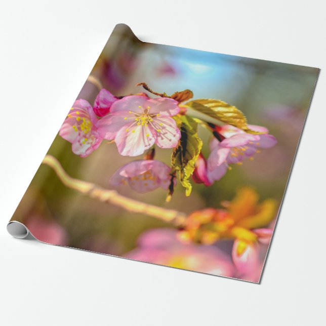 Warm Colours Of Sakura Flowers In Spring Wrapping Paper (Unrolled)
