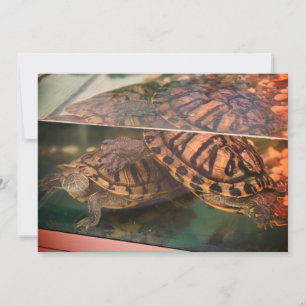 Warm Earthy Turtle Reflection Card