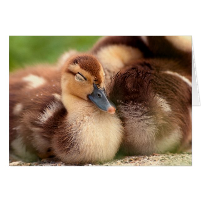 Warm fuzzy ducklings (Front Horizontal)