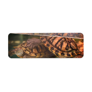 Warm Nature Turtles Address Label Return Address Label