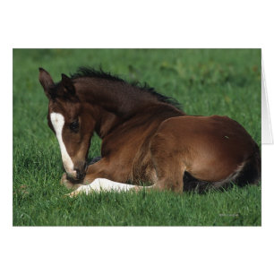 Warmblood Foal Laying Down