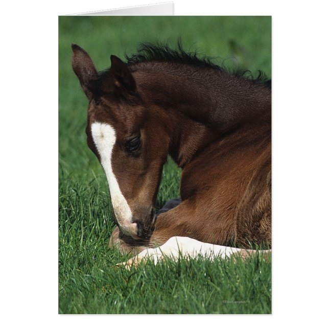 Warmblood Foal Laying Down (Front)