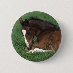 Warmblood Foal Laying Down 6 Cm Round Badge