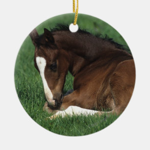 Warmblood Foal Laying Down Ceramic Tree Decoration