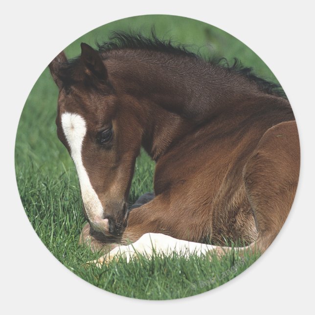 Warmblood Foal Laying Down Classic Round Sticker (Front)