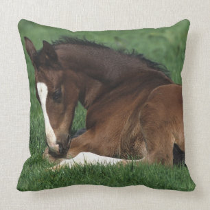 Warmblood Foal Laying Down Cushion