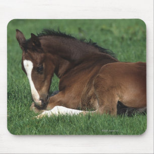 Warmblood Foal Laying Down Mouse Pad