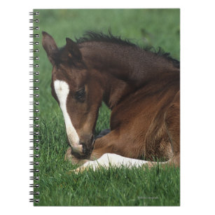 Warmblood Foal Laying Down Notebook