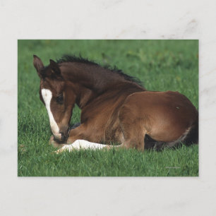 Warmblood Foal Laying Down Postcard