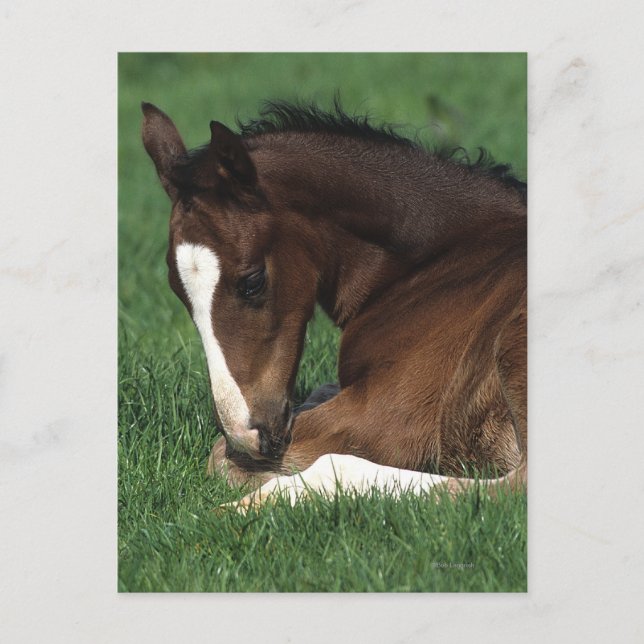 Warmblood Foal Laying Down Postcard (Front)