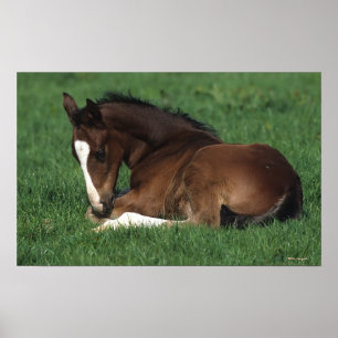 Warmblood Foal Laying Down Poster