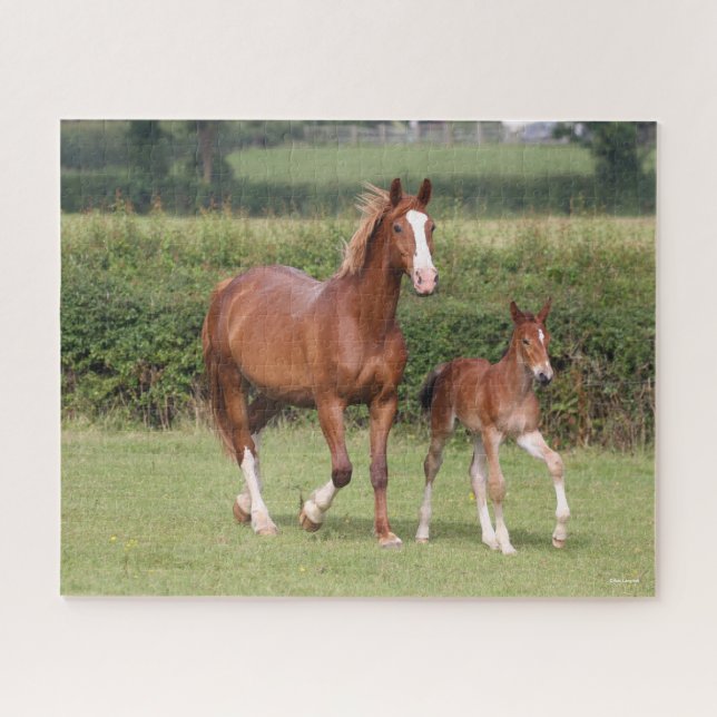 Warmblood Mare and Foal Walking Together Jigsaw Puzzle (Horizontal)