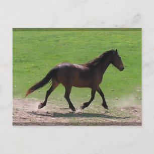 Warmblood Postcards
