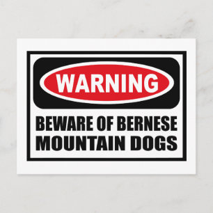 Warning BEWARE OF BERNESE MOUNTAIN DOGS Postcard
