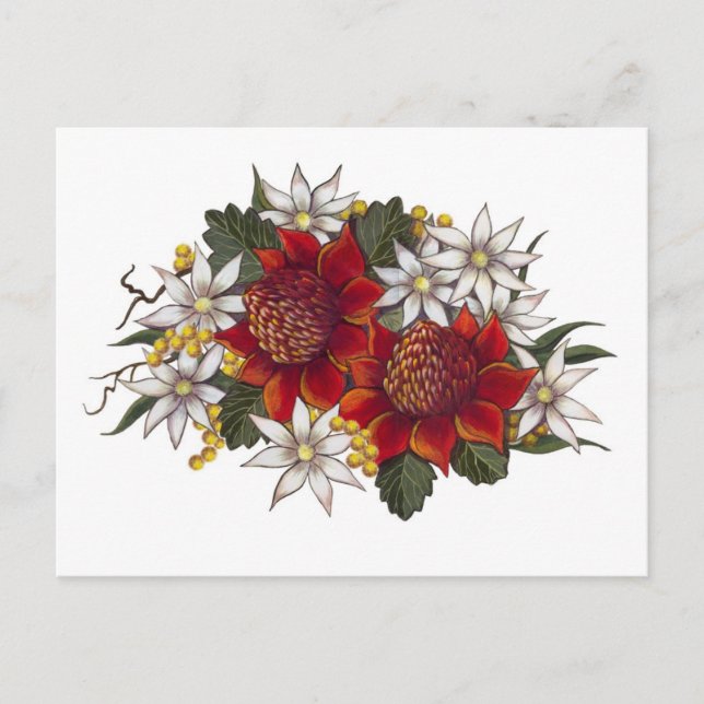 Warratha Flannel Flower Postcard (Front)