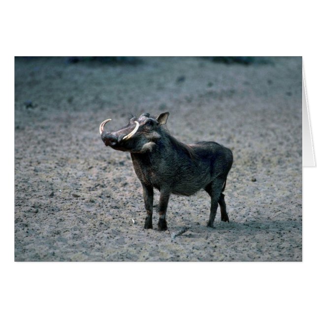 Warthog - Big Boar (Front Horizontal)