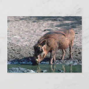 Warthog Postcard