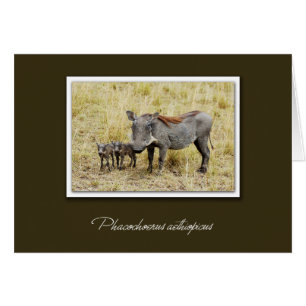 Warthog with piglets safari cards
