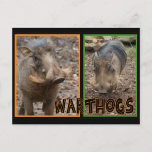 WARTHOGS - WILD ANIMALS POSTCARD