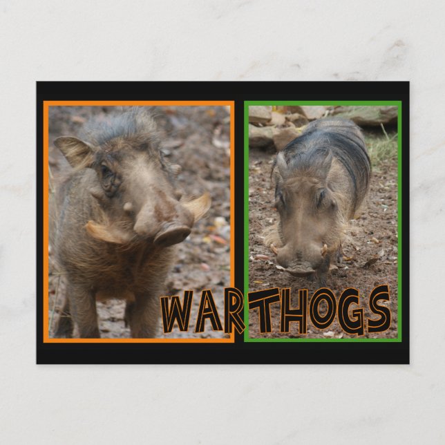 WARTHOGS - WILD ANIMALS POSTCARD (Front)