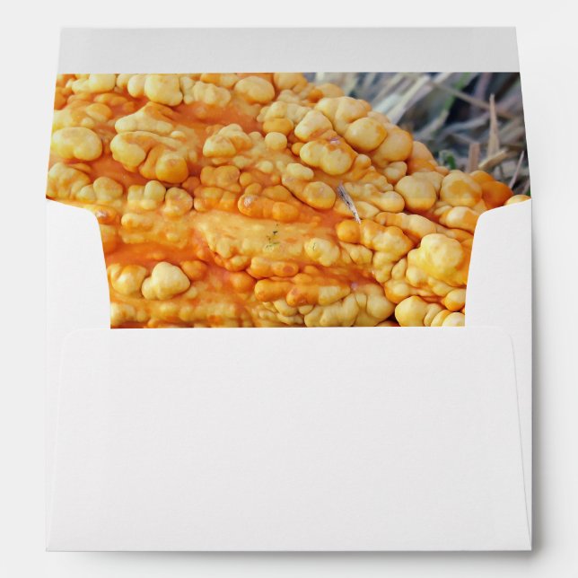 Warty Gourd  Envelope (Back (Bottom))